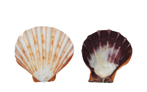 Polished Lion's Paw Orange Seashells 
