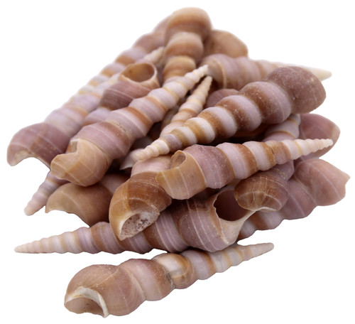 Purple Turitella Seashells (Assorted) 