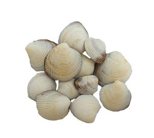 White Heavy Chione - Pound