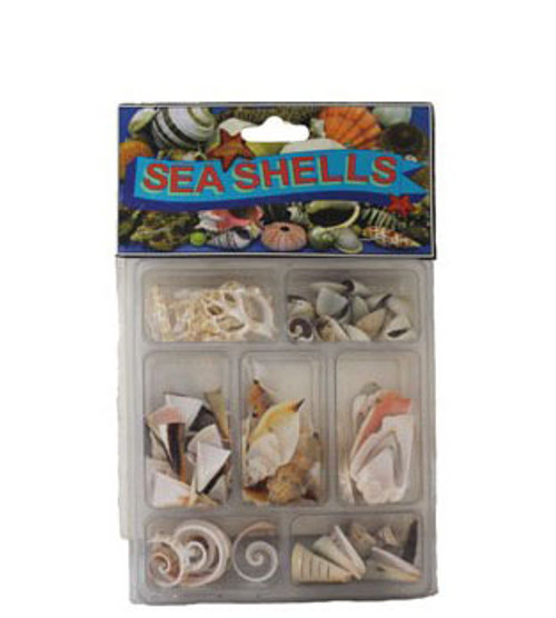 Slice Collection Seashells