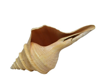 Syrinx Aruanus Seashell