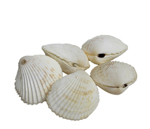 Trachycardium Altertum Seashells