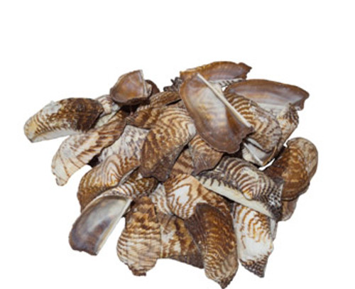 Turkey Wings Seashells