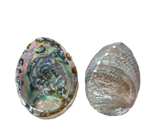 Blue Abalone Seashell Lacquered