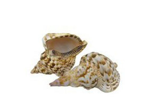 Triton Seashells