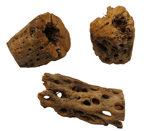 Craft Grade Cholla Wood