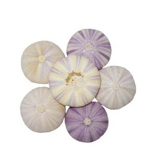 Violet Urchin 