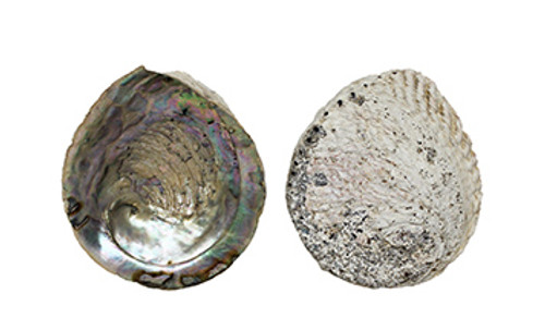 Abalone Seashell