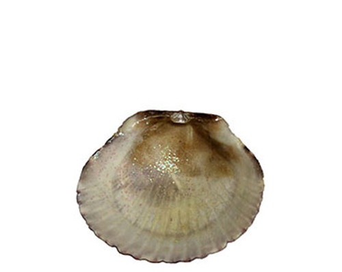 Glittered Pecten For Ornament