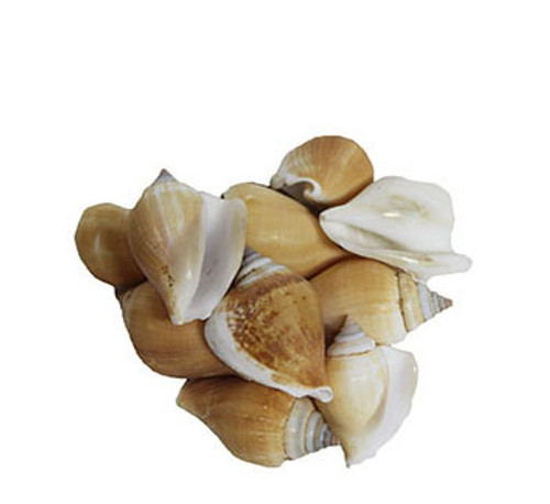 Strombus Canarium