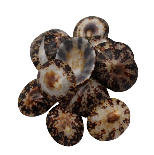 Polished Oval Limpets