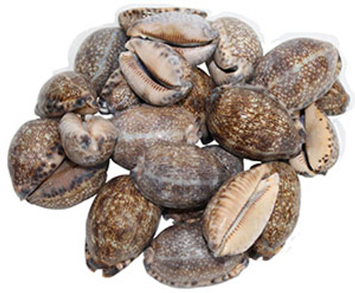 Cypraea Arabica
