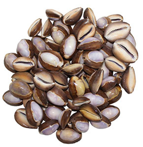 Purple Top Snakehead Cowrie