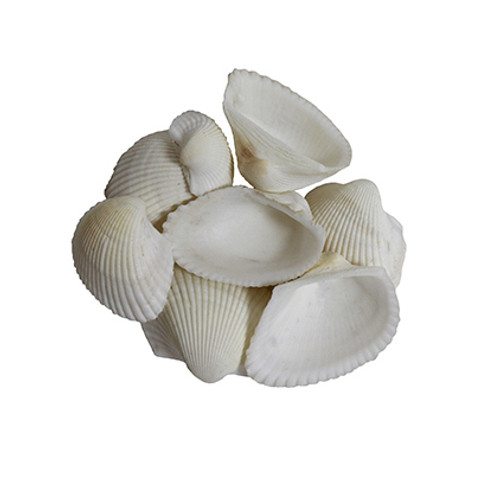 Anadara Scapha Large