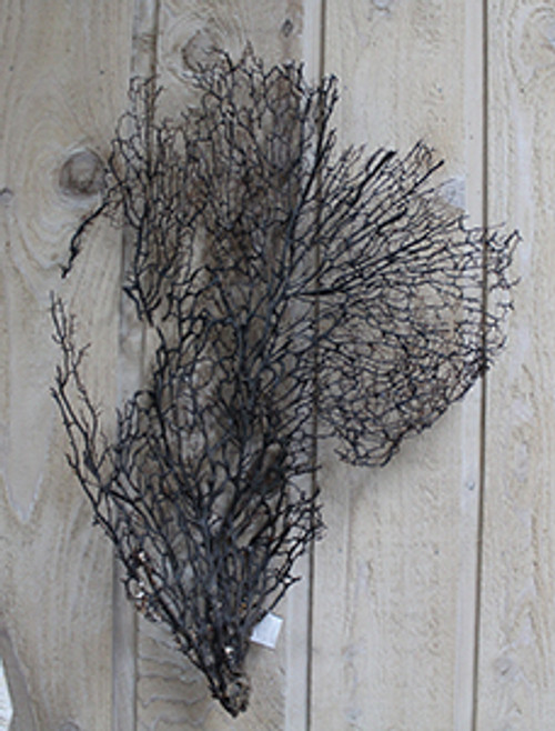 BLACK CORAL SEAFAN - 01 BLACK CORAL SEAFAN - 01