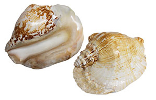 Strombus Latissimus