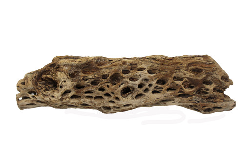Cholla Wood Pcs Assorted 