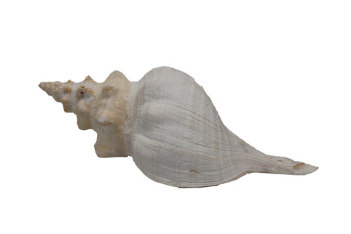 Key's Horse Conch 14-15"