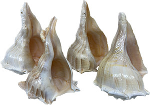 #A Lightning Whelk - Lacquered