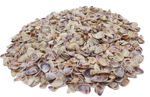 Baby Coquina 