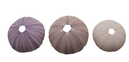 Purple Urchin