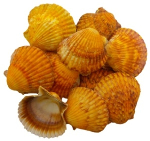 Orange Pecten 6 7 cm Laquered