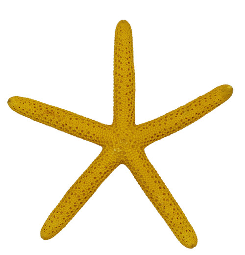 Painted Finger Starfish- YLLW