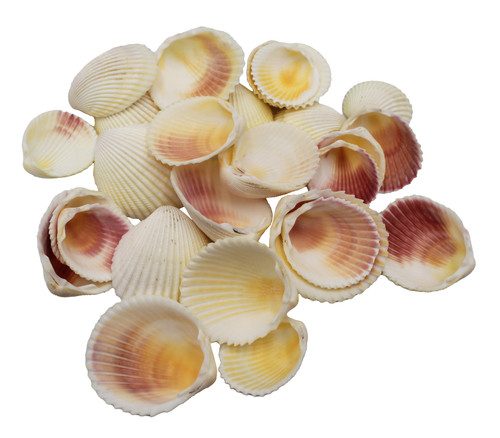 Cockles
