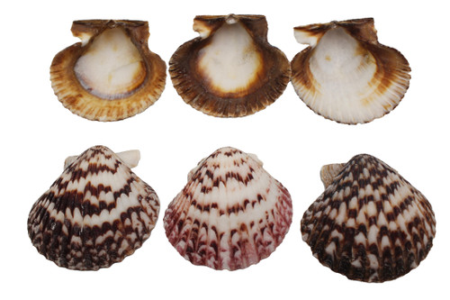 Assorted Pecten 6-7 cm