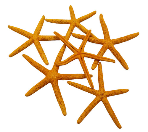 Dyed Orange Finger Starfish
