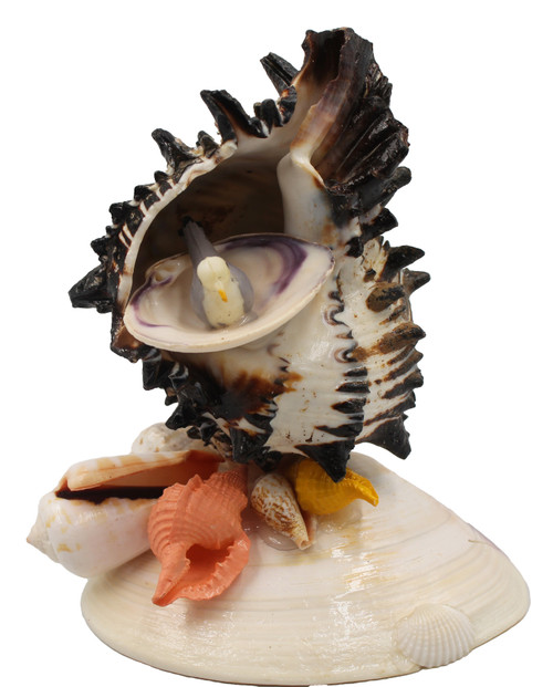 Black Murex Arrangement