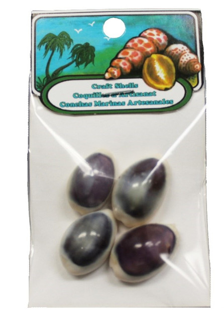 Purple Top Cowrie Seashells- Craft Pack