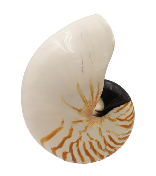 Chambered Nautilus -Limited Inventory