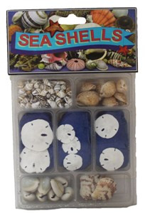 Sanddollar & Shell Collection