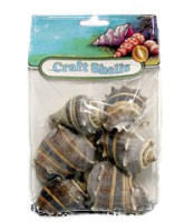 Crown Conch- Craft Pack