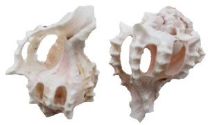 Pink Murex Spiral 3-3½"