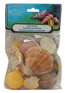 Pecten Shells- Craft Pack
