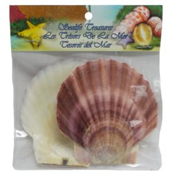 Scallop Shells- Craft Pack