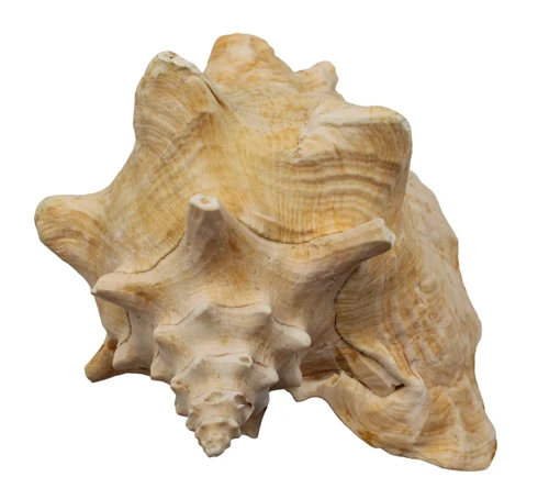 Broken Pink Conch Assorted Sizes