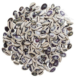 Cypraea Annulus Purple