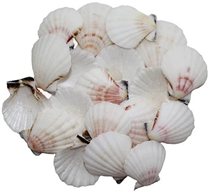 White Pecten Vexillum 4-5 CM