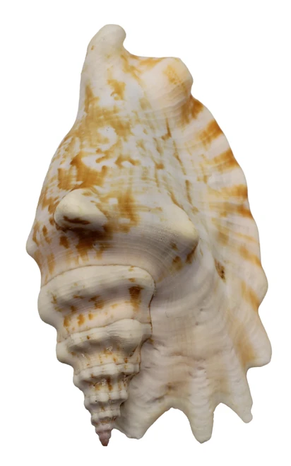 Strombus Sinuatus MD/LG