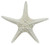 White Spiny Starfish