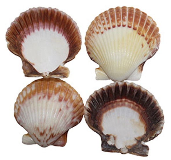 Giant Brown Pecten Lacquered Seashells