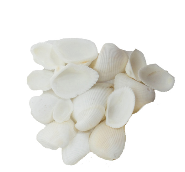  Elongated White Ark Seashells