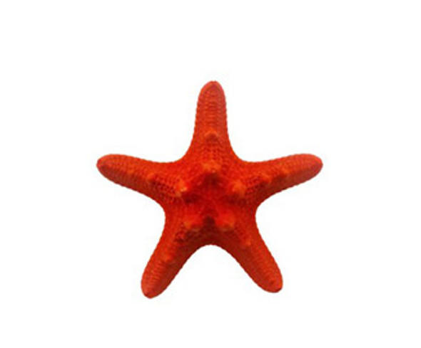 Dark Red Dyed Armoured Starfish 