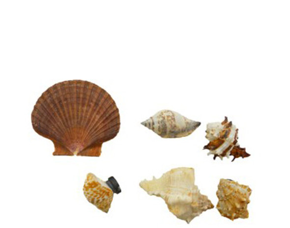 Assorted Seashell Magnets