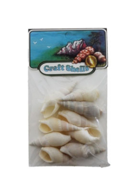 Bullia Vitata Seashells