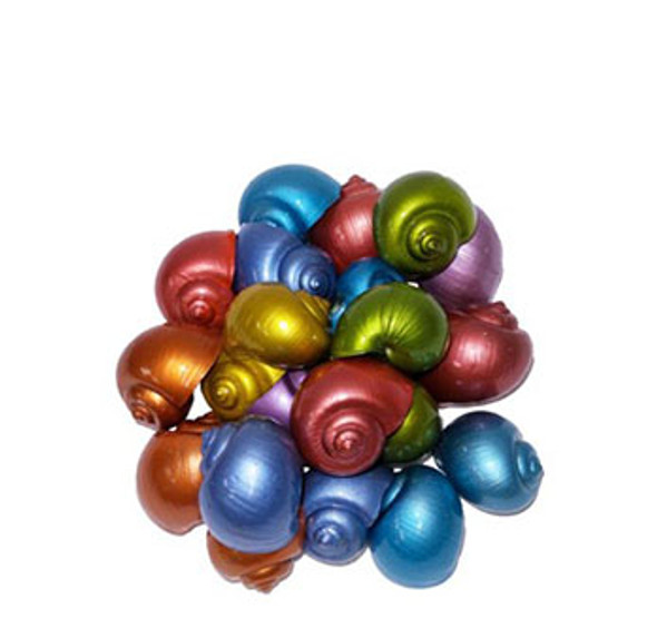 Dyed Metallic Large Apple Snail Coated Seashells 