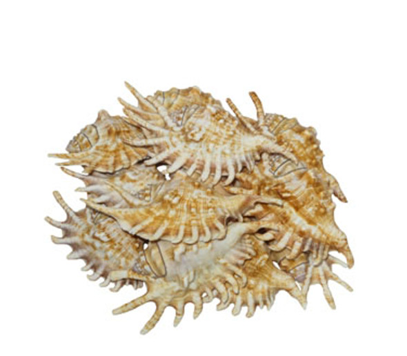 Lambis Millepeda Seashell